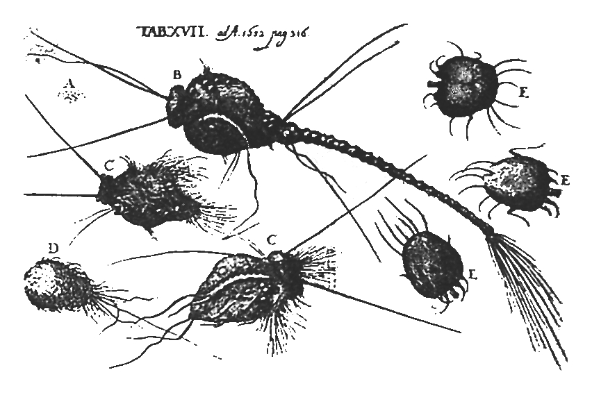 Morgellons