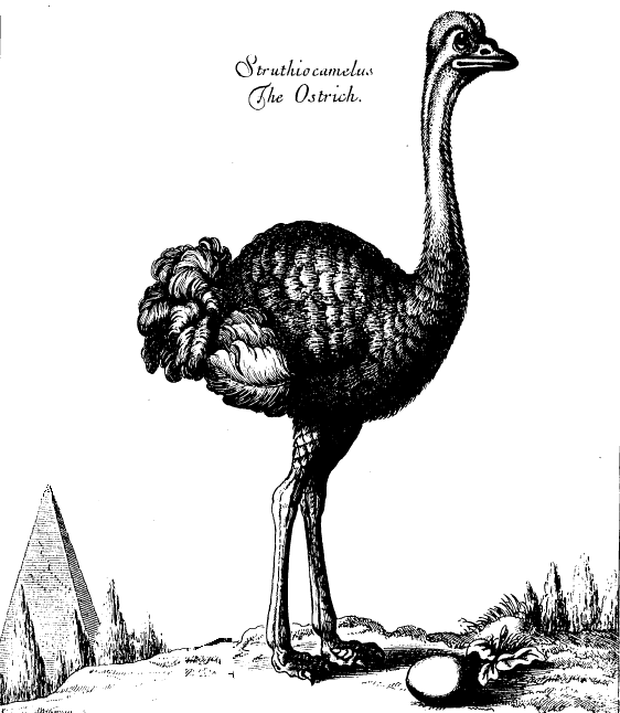 The Ostrich