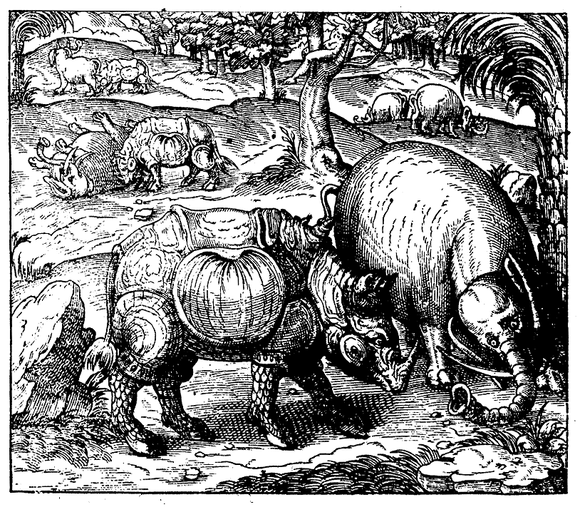 Combat du rhinoceros